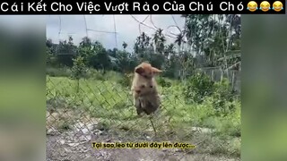 Một chú chó xui xẻo😂