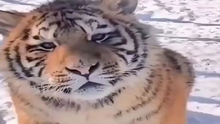 [สัตว์]ความน่ารักของเสือ