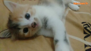 cute kittens | Anak Kucing Lucu