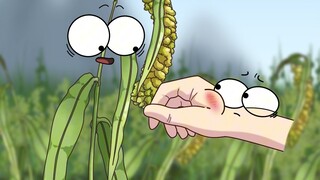 Millet is actually dogtail grass?