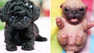 รวบรวมวิดีโอสัตว์น้อยน่ารัก cutest moment of the animals - Cutest Puppies 8