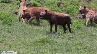 12 Times Hyenas Messed With The Wrong Animals