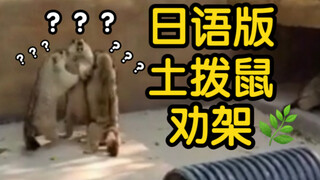 《 二 次 元 土 拨 鼠 劝 架 》