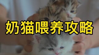 捡到没断奶的猫怎么养？七年猫舍繁育人分享