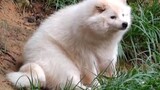 The reason for letting Samoyed play the role of white fox