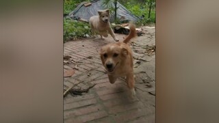 Được 10.000 tim ko ạ? yeucho yeuchomeo cún cúncon chó chómèo chócon chó_cưng chókhôn yeuchomeo cưng chócute pet dog dogsoftiktok doggo