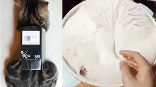 【Cute Pets】Cats are liquid