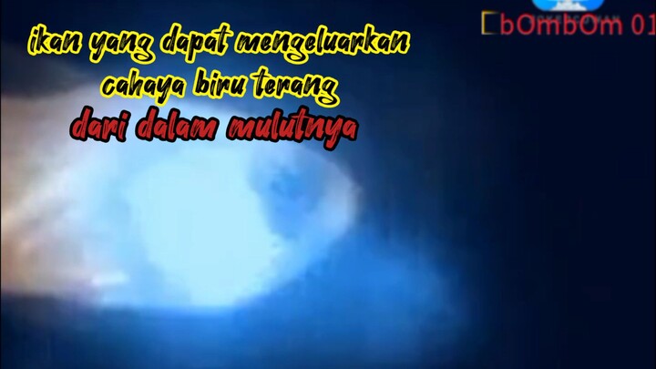 ikan unik yang bisa mengeluarkan cahaya biru terang dari dalam mulutnya🌀🐟