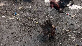 spar muna at mga lugon pa