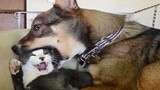 Funny animals - Funny cats / dogs - Funny animal videos 151