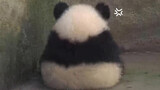 [Giant pandas] The growth of a cute giant panda