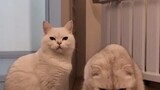 มาดูนักเรียนแมวที่ฉลาดที่สุดบนอินเทอร์เน็ตและ Qimai เพื่อนร่วมโต๊ะใบ้ของเขา: เขาสามารถทำการทดสอบแบบส