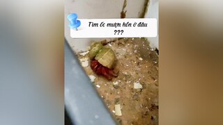 Tìm ốc mượn hồn ở đâu ? cuaansi hermitcrab dcgr foryou pet fyp animals thucung xuhuong ocmuonhon omh ocmuonhonthanhxuan