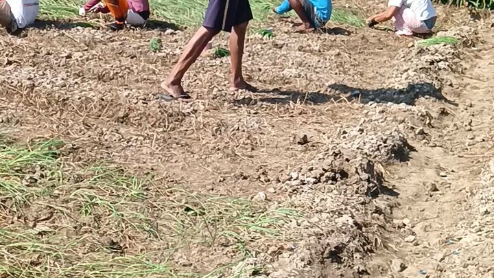ONION TRASNPLANTING