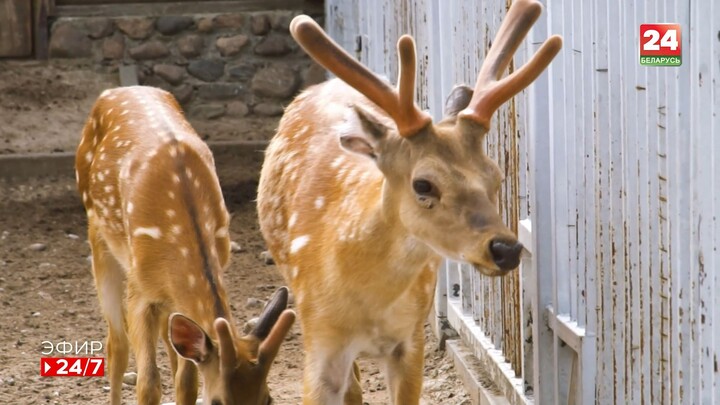 Grodno Zoo (Belarus)