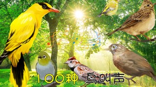 100种最好听的鸟叫声大全，百鸟争鸣声声脆，最美声音在自然！