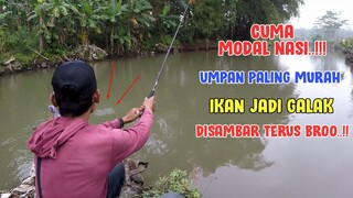 Mancing Cuma Pakai Umpan Nasi || DISAMBAR TERUS.. LIHAT HASILNYA BROO!!