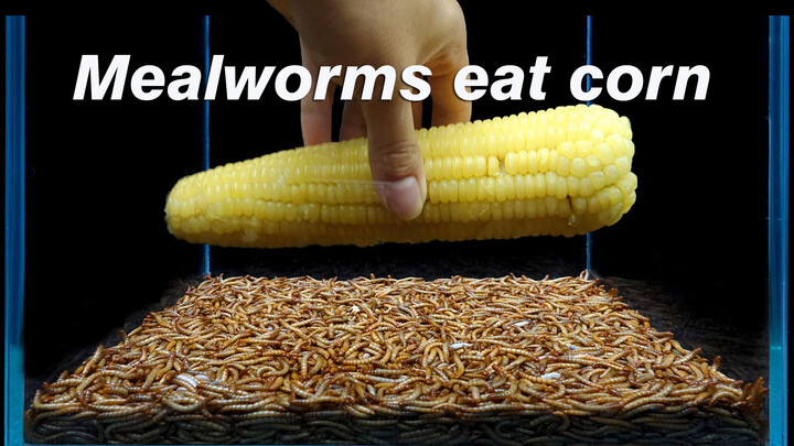 [Animals]What would happen if I put a corn into 5000 bread worms...