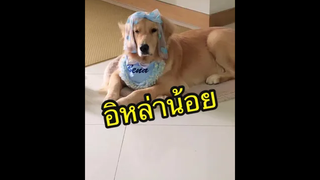 ยามเซ้ากับอิหล่าน้อย🐶