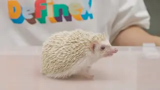 【Pet】Six Months of Keeping a Hedgehog