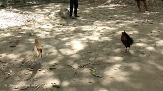 2nd fight lost