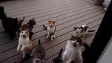 [Pecinta Kucing] Trik-ku makan kucing