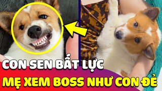 Cô gái BẤT LỰC vì từ ngày nuôi Bé CORGHI, Mẹ xem Boss như CON ĐẺ còn mình thì như CON GHẺ 😥 Gâu Đần