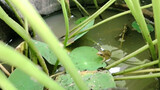 [Động vật]Sau khi mua hoa sen, tôi tìm thấy con ếch bên dưới lá sen