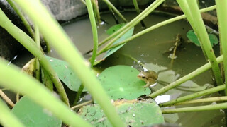 [Animals]After buying a lotus, I found a frog under the lotus leaves