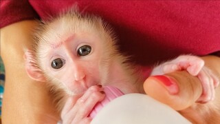 Wow, So smart tiny Luca comes to Mom when seeing the milk, Luca enjoys milk by Mom's comfort