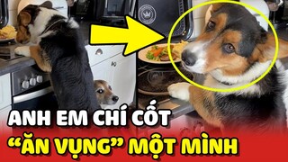 Corgi BẤT LỰC nhìn Gâu Đần ĂN VỤNG MỘT MÌNH vì chân ngắn 😂 | Yêu Lu