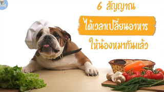 6 สัญญาณได้เวลาเปลี่ยนอาหารให้น้องหมาแล้ว SudPad-Dog