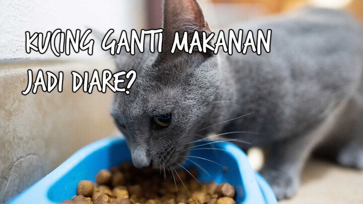Kucing Jadi Diare Waktu Ganti Makanan. Perlu Distop?