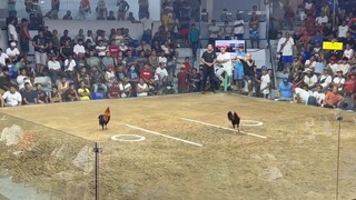 melsims black 7x winner champion 2hits ulutan montalban cock fit December 29