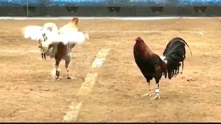 chicken joy daw manok ko sabi ng kalaban