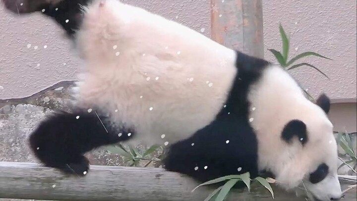 [Animals]Snow in Japan Wakayama makes the baby panda so happy!