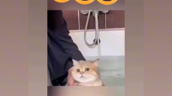 cute cat