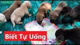 Ổ Chó Con Biết Tự Uống Sữa Nhìn Cưng Lắm | Tính Mập Tv