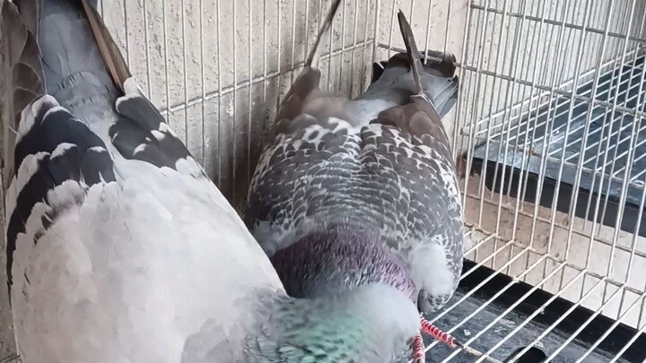 Pigeon breeding