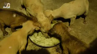 Feeding poor puppies during rain fall @Kitten Puppy TV