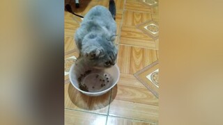 Mãi mới chịu ăn...yeucho yeuchomeo cún cúncon chó chómèo chócon chó_cưng chókhôn yeuchomeo cưng chócute pet dog catsoftiktok doggo