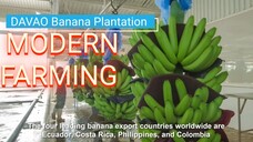 MODERN FARMING DAVAO BANANA PLANTATION Philippines' Best