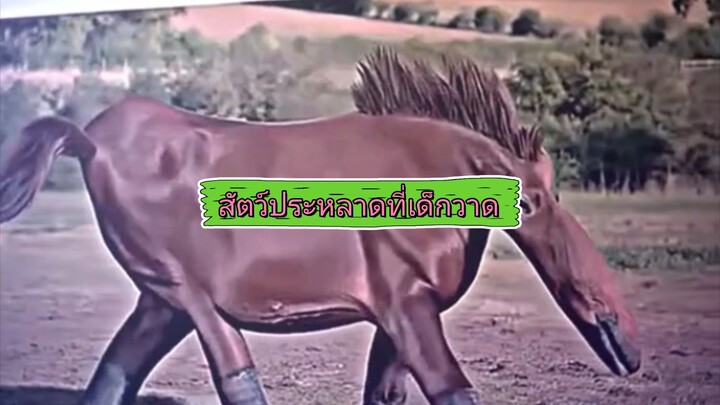 เป็นตาย่านแท้🤣🤣