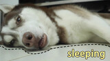Ngủ mở mắt, thậm chí còn nói mớ, đúng là Husky mà!