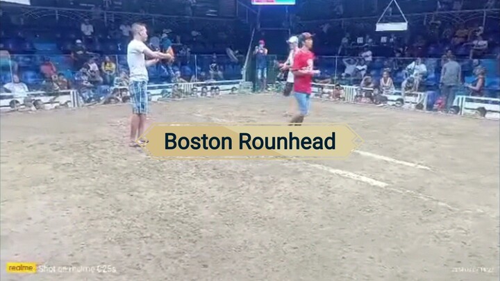 Boston rounhead