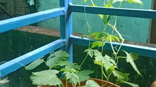 Bitter Melon plant