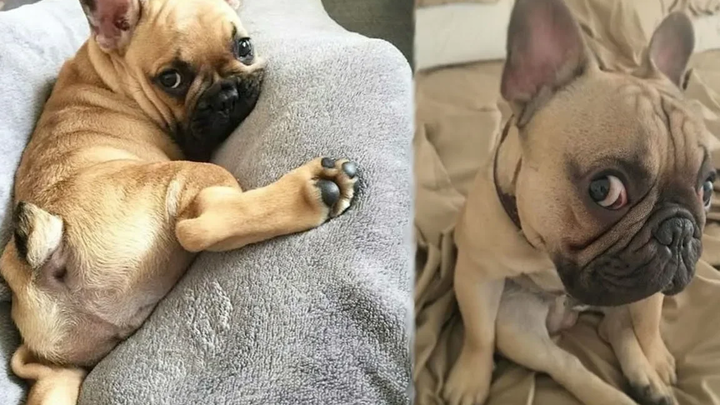 การรวบรวมลูกสุนัข Bulldog ฝรั่งเศสที่ตลกและน่ารัก 2 - French Bulldog ที่น่ารักที่สุด