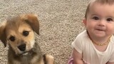 Bayi dan anak anjing tumbuh bersama, sangat lucu!