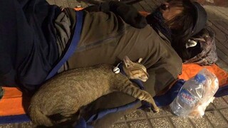 Cute CATS Won't Sleep Until They Cuddle with Their Humans - Cute Cats Show Love