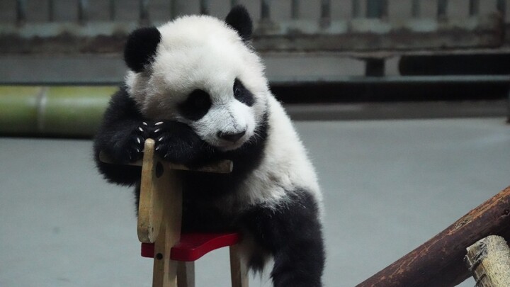 [Hewan]Video terakhir panda Xing Qing